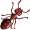ant5