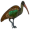 ibis5