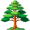 cedar5