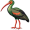 ibis5