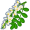acacia5