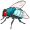 fly5