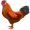 chicken5