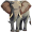 elephant5