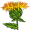 safflower5