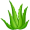 aloe5