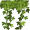 ivy5
