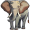 elephant5