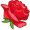 rose5