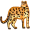 leopard5