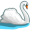 swan5