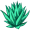 agave2