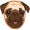 pug5