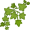 ivy5