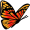 butterfly5