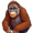 orangutan5