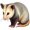 opossum5