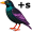 starling5