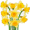 daffodils5