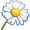 chamomile5