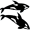 orcas5