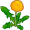 dandelion5