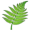 fern5