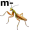 mantis5