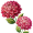 dahlias5