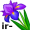 iris5