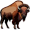 buffalo5