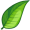 leaf5