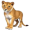 lioness5