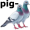 pigeons5