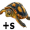 tortoises5