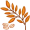 oat5