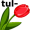 tulip5