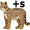 ocelots5