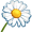 chamomile5