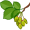 elm5