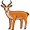 gazelle5