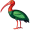 ibis5