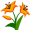 lily5