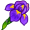 iris5