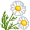 chamomile5