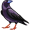 crow5