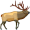 elk5
