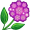 verbena5