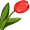 tulip5