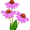 echinacea5